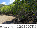 [Ishigaki Island, Okinawa] Mangrove forests in Nagura Bay 129809758