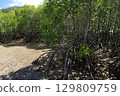 [Ishigaki Island, Okinawa] Mangrove forests in Nagura Bay 129809759