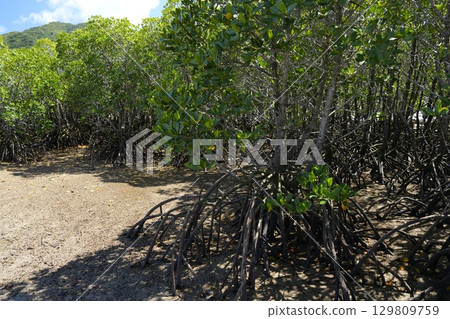 [沖繩·石垣島] 名倉灣的紅樹林 129809759
