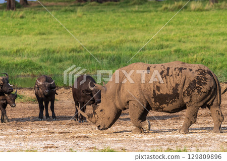 White Rhino and Buffalo 129809896
