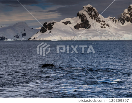 Antarctic landscape with diving humpback whales 129809897