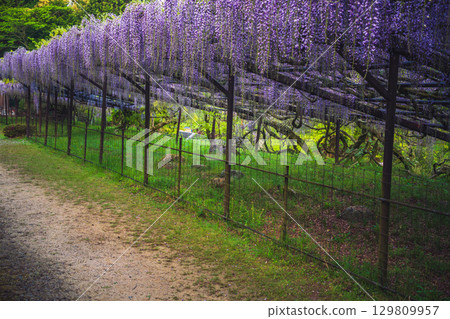 Beautiful wisteria in full bloom photographed at Shohoji Temple in Hino Town, Shiga Prefecture, also known as the Fuji Temple of Kamakake 129809957