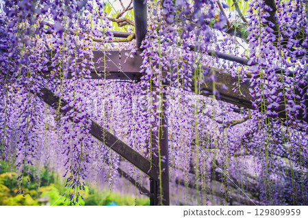 位於滋賀縣日野町的正法寺,又稱為鐮掛富士寺,盛開著美麗的紫藤 位於滋賀縣日野町的正法寺,又稱為鐮掛富士寺,盛開著美麗的紫藤 129809959