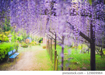 Beautiful wisteria in full bloom photographed at Shohoji Temple in Hino Town, Shiga Prefecture, also known as the Fuji Temple of Kamakake Beautiful wisteria in full bloom photographed at Shohoji Temple in Hino Town, Shiga Prefecture, also known as the Fuji Temple of Kamakake 129809964