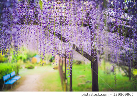位於滋賀縣日野町的正法寺,又稱為鐮掛富士寺,盛開著美麗的紫藤 位於滋賀縣日野町的正法寺,又稱為鐮掛富士寺,盛開著美麗的紫藤 129809965