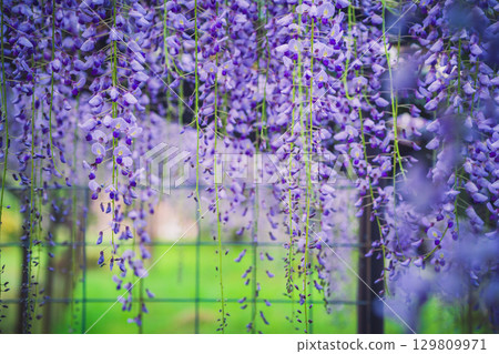 位於滋賀縣日野町的正法寺,又稱為鐮掛富士寺,盛開著美麗的紫藤 位於滋賀縣日野町的正法寺,又稱為鐮掛富士寺,盛開著美麗的紫藤 129809971