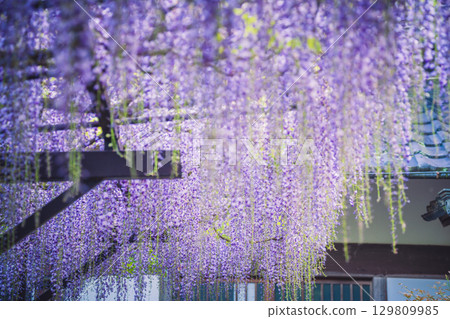 Beautiful wisteria in full bloom photographed at Shohoji Temple in Hino Town, Shiga Prefecture, also known as the Fuji Temple of Kamakake 129809985