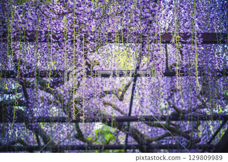 Beautiful wisteria in full bloom photographed at Shohoji Temple in Hino Town, Shiga Prefecture, also known as the Fuji Temple of Kamakake 129809989