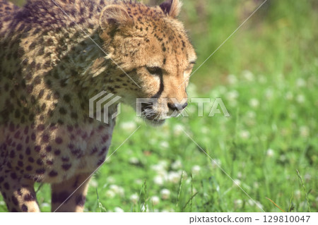 勤奮的獵豹從不錯過巡邏，即使在盛夏 129810047