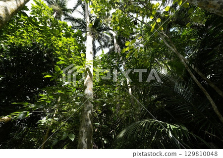 [沖繩縣石垣島] 米原八重山棕櫚樹 129810048