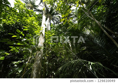 [沖繩縣石垣島] 米原八重山棕櫚樹 129810049