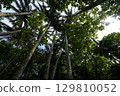 [Ishigaki Island, Okinawa Prefecture] Yaeyama Palm Trees in Maibara 129810052