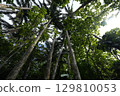 [Ishigaki Island, Okinawa Prefecture] Yaeyama Palm Trees in Maibara 129810053