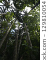 [Ishigaki Island, Okinawa Prefecture] Yaeyama Palm Trees in Maibara 129810054