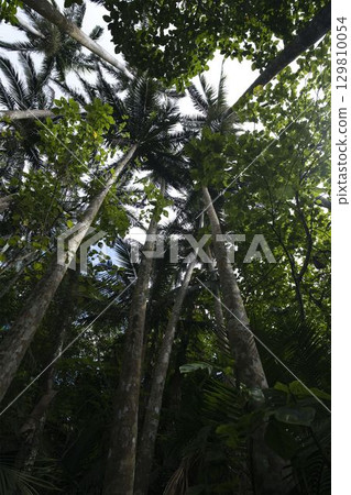[沖繩縣石垣島] 米原八重山棕櫚樹 129810054