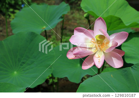 Lotus flowers at Chusonji Temple in Ichinokura Residence Lotus flowers at Chusonji Temple in Ichinokura Residence 129810187