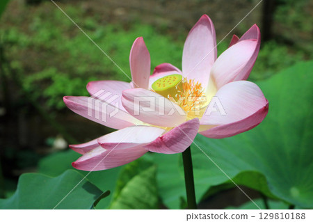 一之倉宅邸中尊寺的蓮花 一之倉宅邸中尊寺的蓮花 129810188