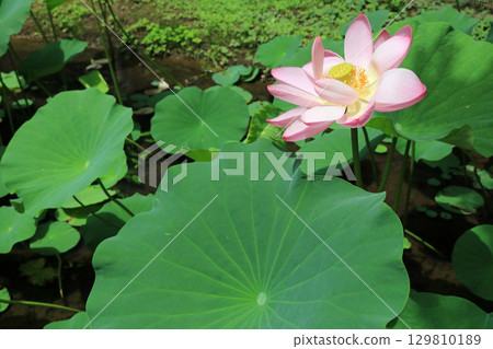 一之倉宅邸中尊寺的蓮花 一之倉宅邸中尊寺的蓮花 129810189