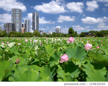 Lotus flowers in full bloom at Shinobazu Pond in Ueno, Tokyo Lotus flowers in full bloom at Shinobazu Pond in Ueno, Tokyo 129810293