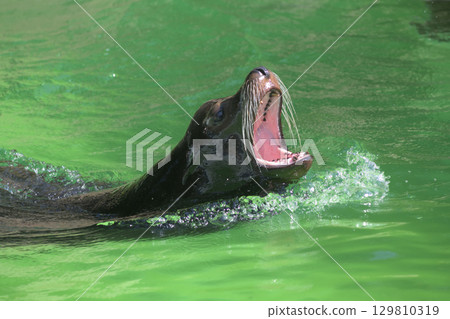 A sea lion breathing with its mouth wide open 129810319