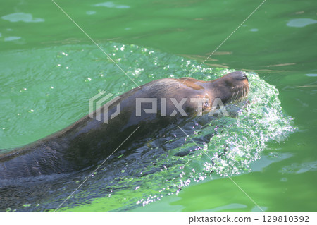 一隻海獅在水面上游動，掀起白色的波浪 129810392