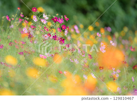 Colorful cosmos fields in pink, yellow, and deep pink Colorful cosmos fields in pink, yellow, and deep pink 129810467