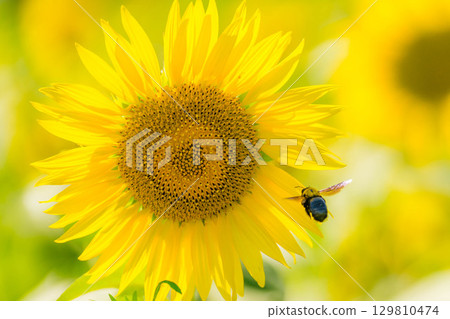 木蜂透過盛開的向日葵花粉來 129810474
