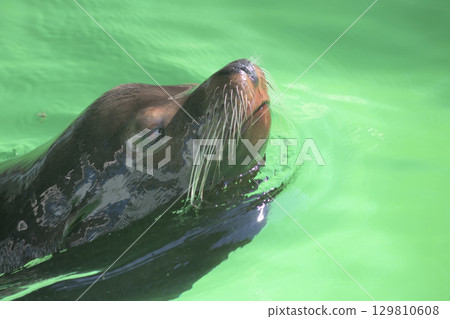 A sea lion rises from the water and splashes water around its nose A sea lion rises from the water and splashes water around its nose 129810608