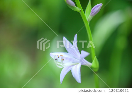 Garden flower Kobagiboushi Garden flower Kobagiboushi 129810621