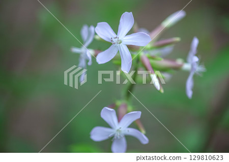 花園裡的肥皂草花 129810623