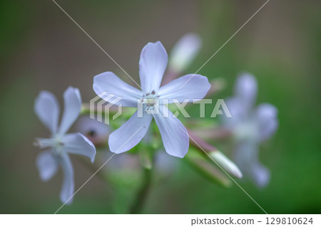 花園裡的肥皂草花 129810624