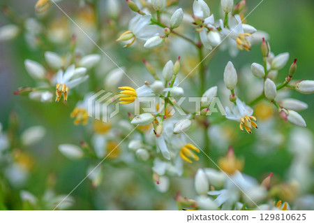 Nandina flowers in the garden 129810625