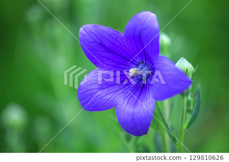 Garden flowers bellflowers 129810626