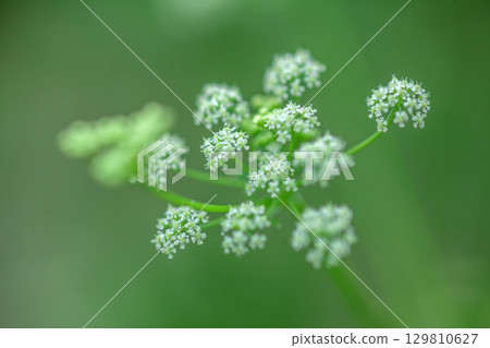Celery flowers in the garden 129810627