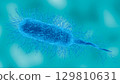 Vibrio vulnificus bacterium in detailed microscopic view. This pathogen causes necrotizing fasciitis. 3D illustration 129810631