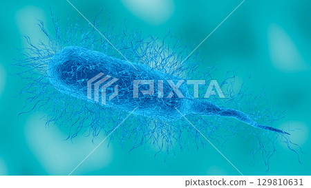 Vibrio vulnificus bacterium in detailed microscopic view. This pathogen causes necrotizing fasciitis. 3D illustration Vibrio vulnificus bacterium in detailed microscopic view. This pathogen causes necrotizing fasciitis. 3D illustration 129810631