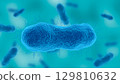 Acinetobacter baumannii, gram negative aerobic bacteria resistant to antibiotics 129810632
