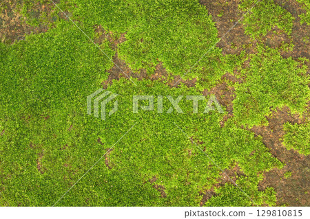 Close up of green moss texture background is growing on the old stone wall. Close up of green moss texture background is growing on the old stone wall. 129810815