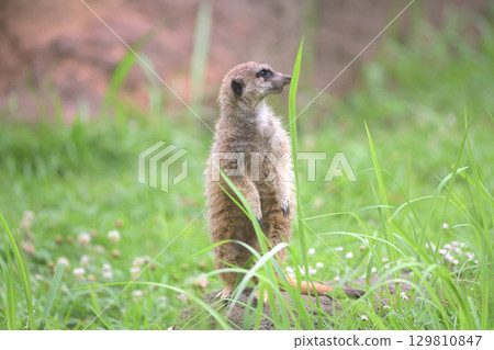 一隻貓鼬站在石頭上觀察周圍的環境 129810847