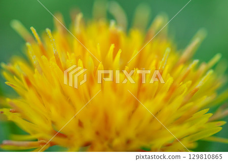紅花 紅花 129810865