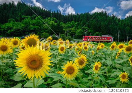 A red train running through a field of sunflowers in full bloom A red train running through a field of sunflowers in full bloom 129810873