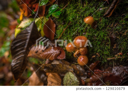 蘑菇生長在生機勃勃的秋季森林中，落葉和苔蘚覆蓋 129810879