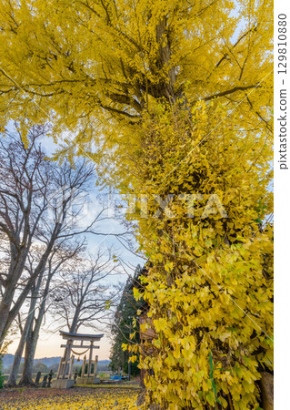 Ginkgo tree covered with yellow ginkgo leaves and torii gate Ginkgo tree covered with yellow ginkgo leaves and torii gate 129810880