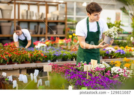 Skilled young male worker holding Iberis Sempervirens flower in pot in greenhouse 129811087