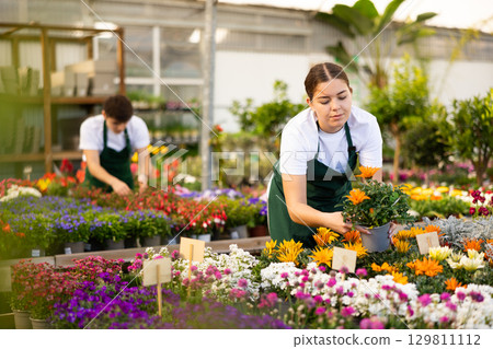 Young salesgirl arranging pots with blooming gazania in garden store Young salesgirl arranging pots with blooming gazania in garden store 129811112
