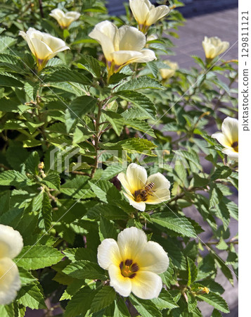 Close-up photo of blooming white bell flowers outdoors 129811121