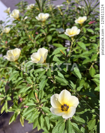 在戶外拍攝盛開的白時鐘花特寫照片 129811124
