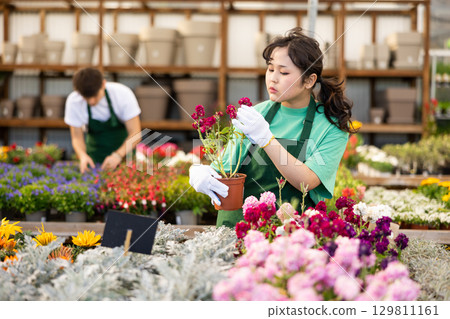 female worker in flower shop gets acquainted with assortment and carefully viewes Levkoy female worker in flower shop gets acquainted with assortment and carefully viewes Levkoy 129811161