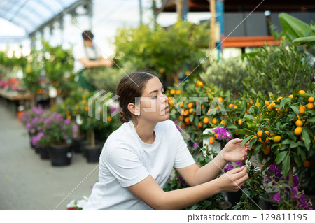 before buying,client girl examines fruits on citrus bush and wants to choose most ripe kumquats 129811195