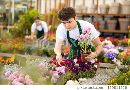 Skilled serious young male florist caring about potted Mathiola Incana flowers in greenhouse 129811226